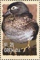 Wood Duck (Aix sponsa)