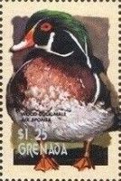 Wood Duck (Aix sponsa)