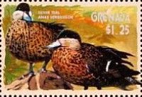 Silver Teal (Spatula versicolor)