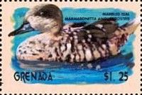 Marbled Teal (Marmaronetta angustirostris)