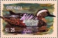 Garganey (Anas querquedula)