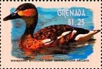 Wandering Whistling Duck (Dendrocygna arcuata)