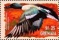 Northern Shoveler (Anas clypeata)