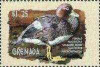Flightless Steamer Duck (Tachyeres pteneres) - female