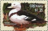 Radjah (Tadorna radjah)