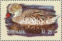 Cape Teal (Anas capensis)