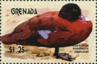 Hartlaub's Duck (Pteronetta hartlaubii)