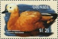 Ruddy Shelduck (Tadorna ferruginea)