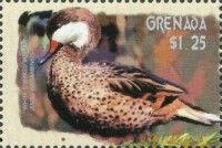 Bahama Pintail (Anas bahamensis)
