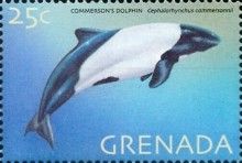 Commerson's Dolphin (Cephalorhynchus commersonii)