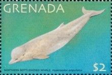 Northern Bottlenose Whale (Hyperoodon ampullatus)