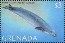 Baird's Beaked Whale (Berardius bairdii)
