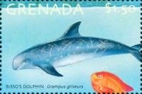 Risso's Dolphin (Grampus griseus)