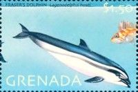 Fraser's dolphin
