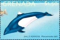 Dall's porpoise