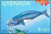 North Atlantic Right Whale (Eubalaena glacialis)