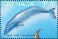 Gray Whale (Eschrichtius robustus)