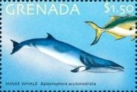 Common Minke Whale (Balaenoptera acutorostrata)