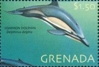 Common dolphin