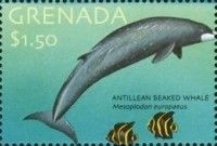 Antillean Beaked Whale (Mesoplodon europaeus)