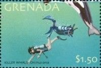 Killer Whale (Orcinus orca)