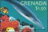Bryde's Whale (Balaenoptera edeni)