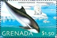 Harbor porpoise (Phocoena phocoena)