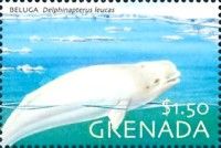 Beluga (Delphinapterus leucas)