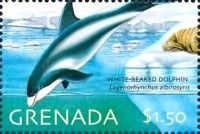 White-beaked Dolphin (Lagenorhynchus albirostris)