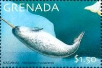 Narwhal (Monodon monoceros)