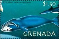 Bowhead Whale (Balaena mysticetus)