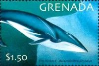 Fin Whale (Balaenoptera physalus)