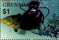 Diver, fish.
