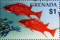 Soldier Fish (Mypristis sp.)