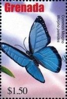 Common morpho (Morpho peleides)
