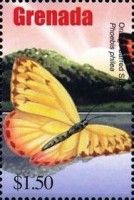 Orange-barred sulphur (Phoebis philea)
