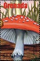 Amanita muscaria