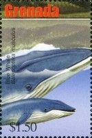 Blue Whale (Balaenoptera musculus)