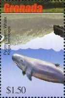 Pygmy Sperm Whale (Kogia breviceps)
