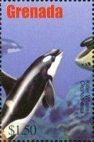 Killer Whale (Orcinus orca)