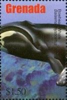 Bowhead Whale (Balaena mysticetus)