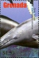 Gray Whale (Eschrichtius robustus)