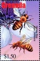 Honey Bee (Apis mellifera)