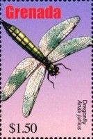 Dragonfly (Anax junius)