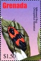 Milkweed bug (Oncopeltus fasciatus)