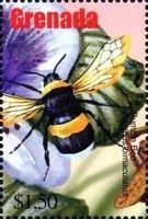 Bumblebee (Bombus bimaculatus)