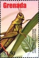 Migratory grasshopper (Melanoplus mexicanus)