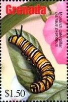 Monarch caterpillar (Danaus plexippus)
