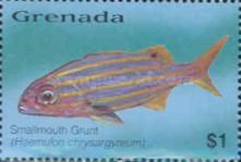 Smallmouth grunt (Haemulon chrysargyreum)