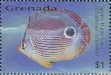 Spotfin butterflyfish (Chaetodon ocellatus)